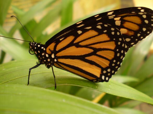 monarchfalter
