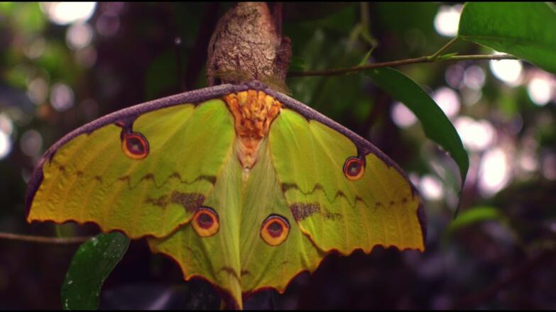 Allgäuer Schmetterling Erlebniswelt in Pfronten
