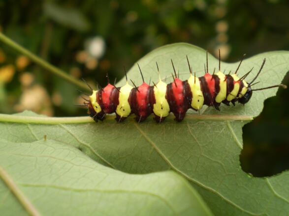 raupe-passionsblumenfalter