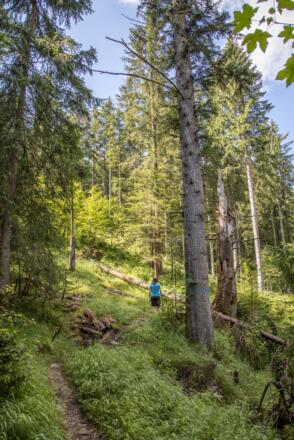 Wanderung durch den Wald