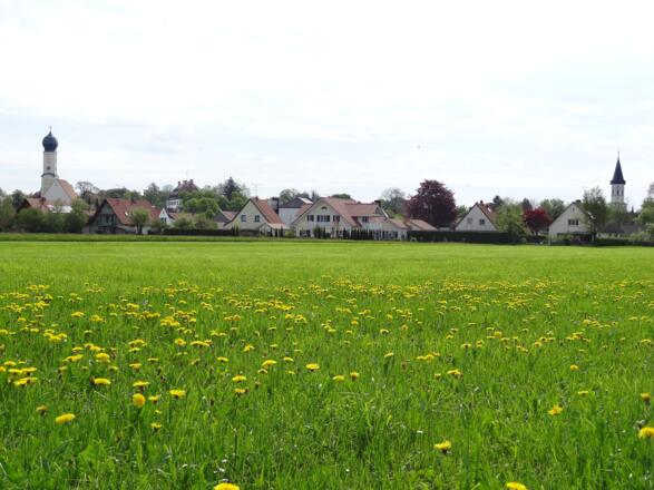 Ortsaussicht West / Löwenzahnwiese