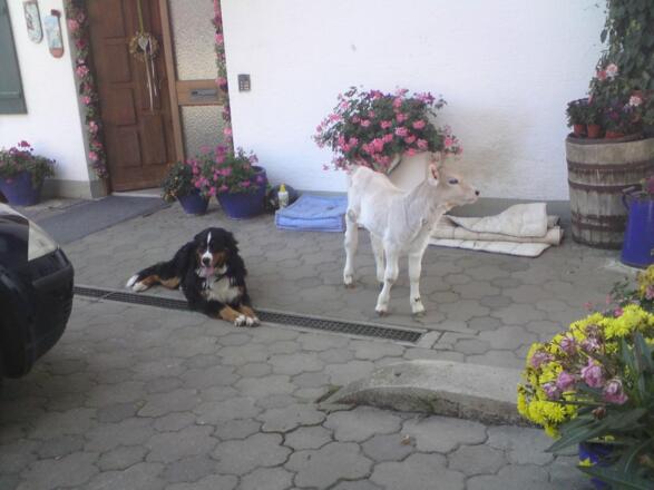 Hofhund Lia und Silvie