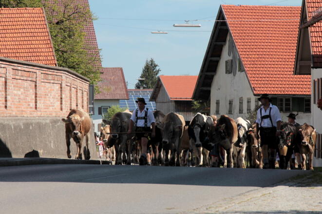 Viehscheid Apfeltrang