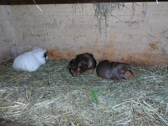 Meerschweinchen zum Streicheln...