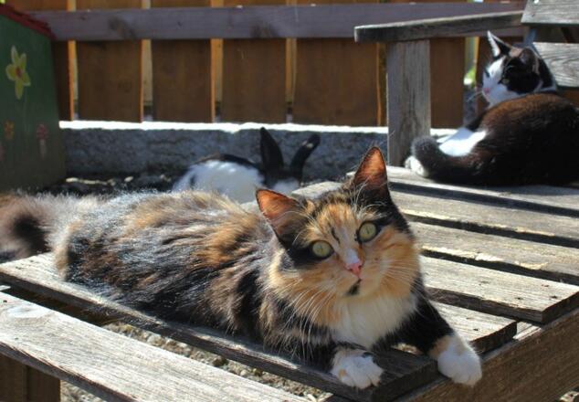 Unsere Streicheltiere