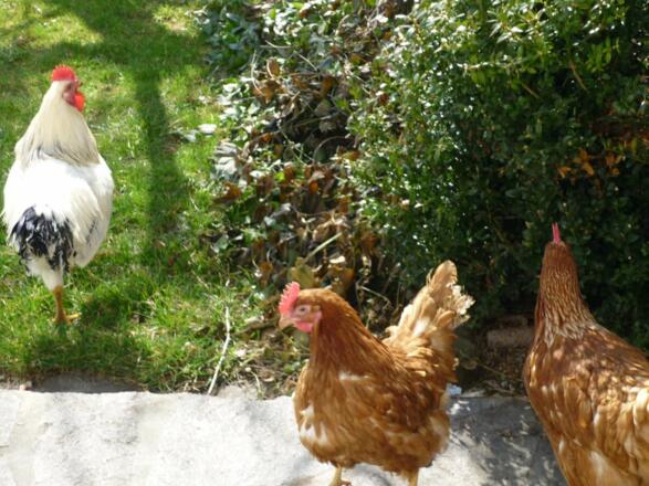 Morgenspaziergang unserer Hühner