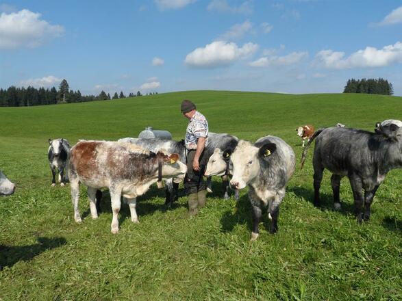 Unser Bauer und die lieben Rinder