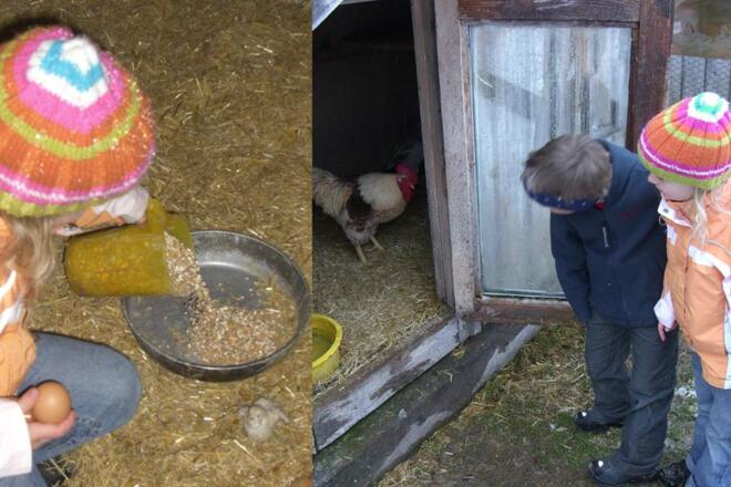Kinder beim Hennen füttern