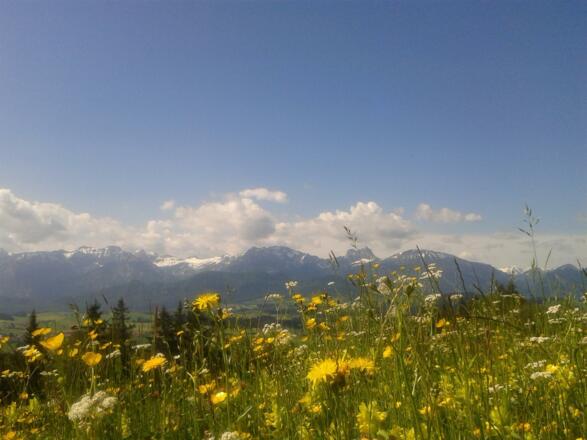 Bunte Wiese mit Löwenzahn
