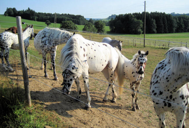 Pferde Gestüt Schochenhof