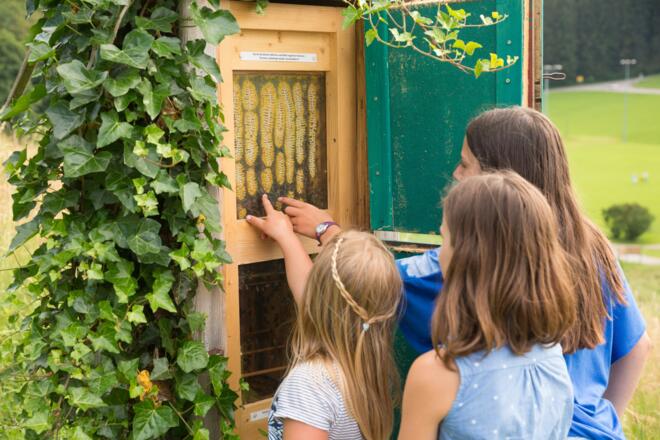 Einblick in ein Bienenvolk