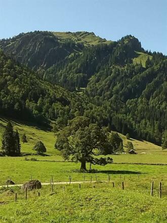 Blick von unserer Alpe Vordere Au