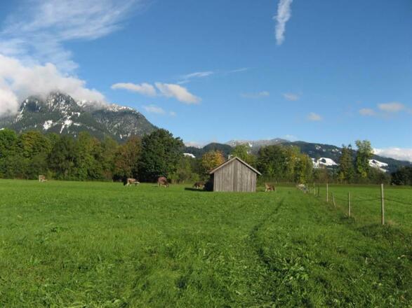 Unsere Rinder leben ein Leben im Luxus