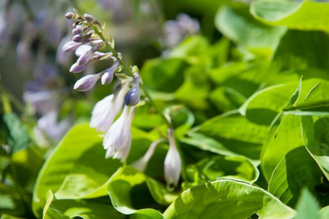 Waibelhof - Kräuter