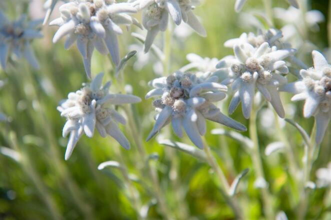 Waibelhof - Edelweiß