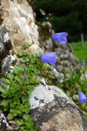 Bergglockenblumen