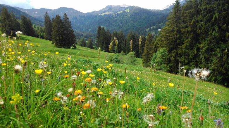 Blumenwiese in Gunzesried