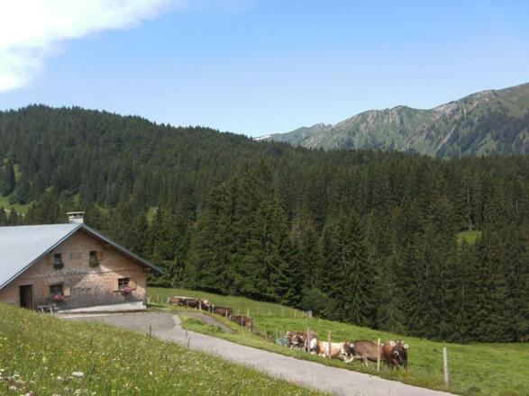 in der Sommerfrische auf der Alpe