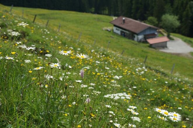 Weissenalm - © HeimatEntdeckerTouren