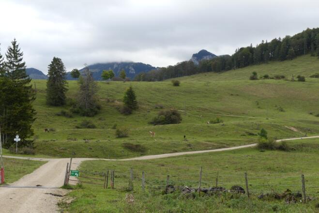 Moränenrücken zwischen Hofalm und Holzstube