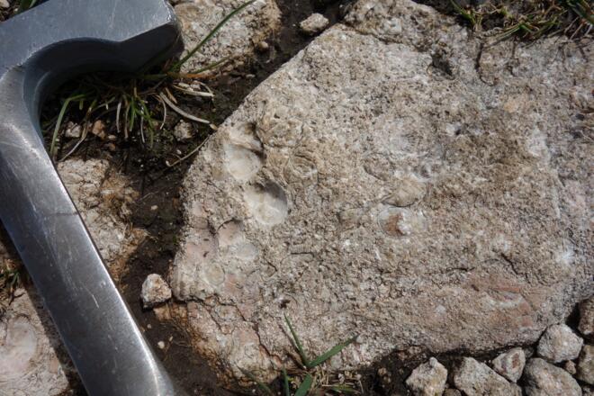 Gestein mit Brachiopoden und Seelilienresten