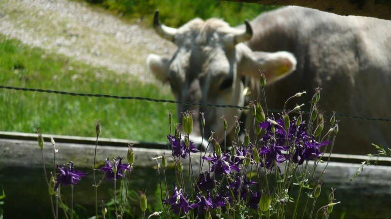 Kuh_am_Wasserbrunnen