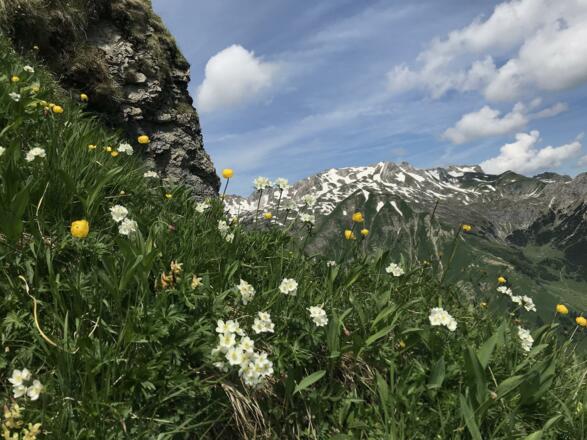 Anemonen am Gibel mit Grosser Daumen