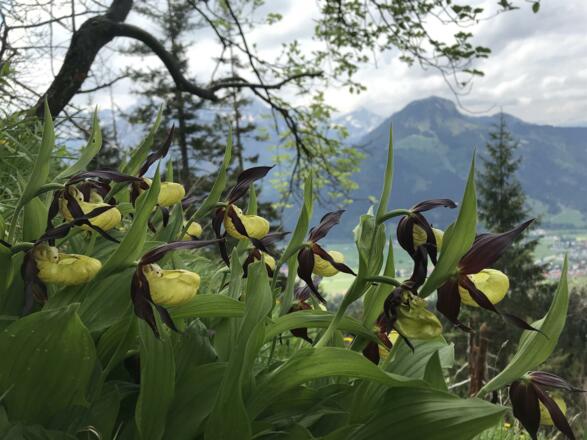 Frauenschuh im Ostrachtal