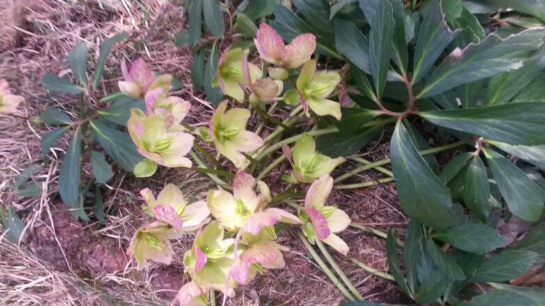 Schneerosen am Wegrand