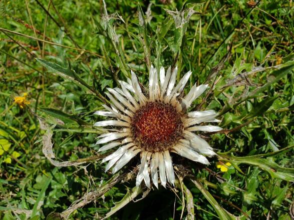Silberdistel