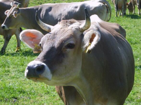 Unser Vieh auf der Weide