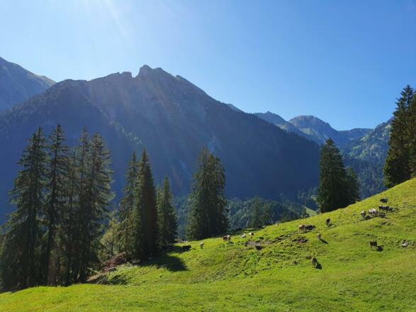Mösle-Alpe bei Hinterstein