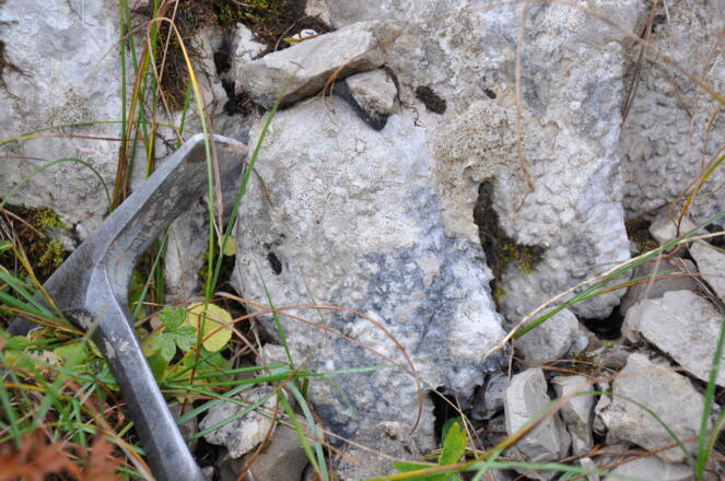 Korallen im Oberrhätkalk