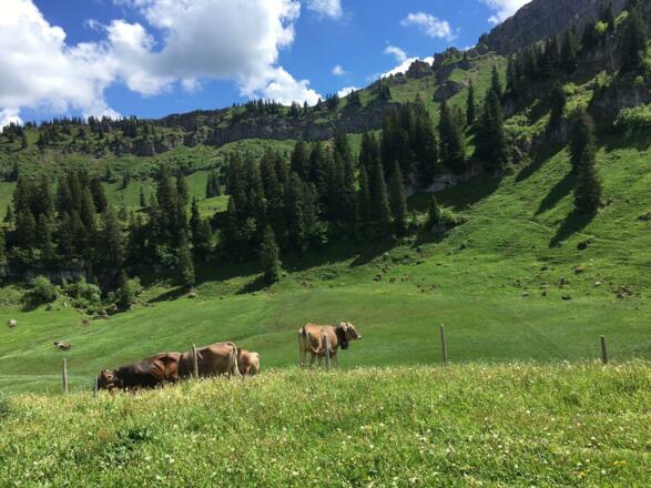 Typisches Allgäubild