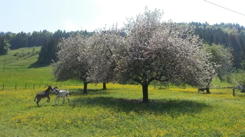 Obstblüte