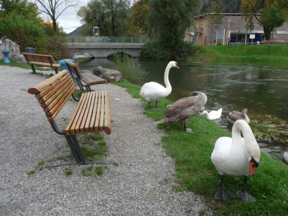 Familie Schwan