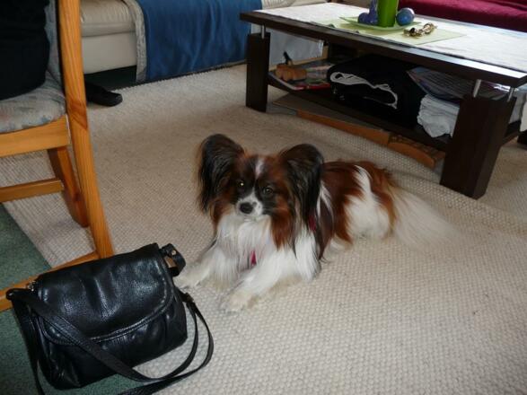 Kleine Hunde sind immer willkommen!