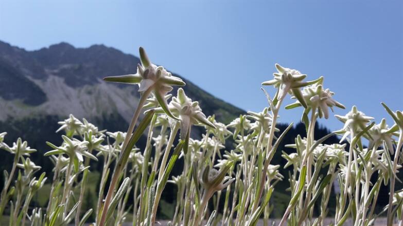 Edelweiss