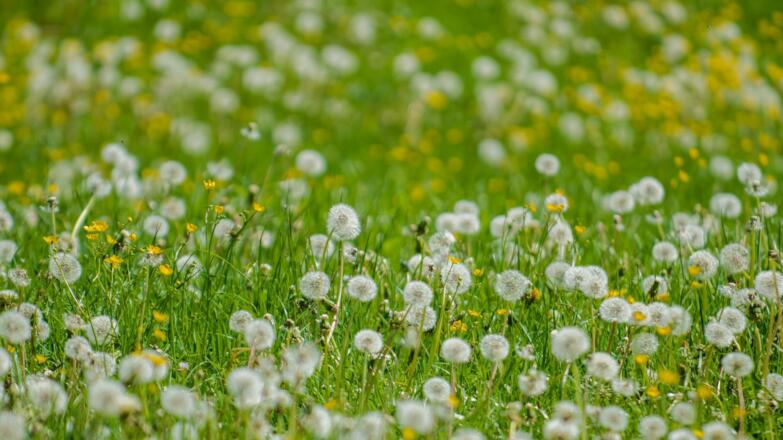Löwenzahn verblüht