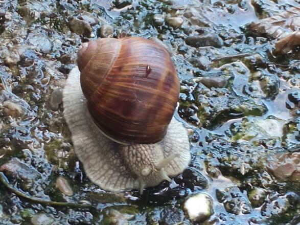 Weinbergschnecke