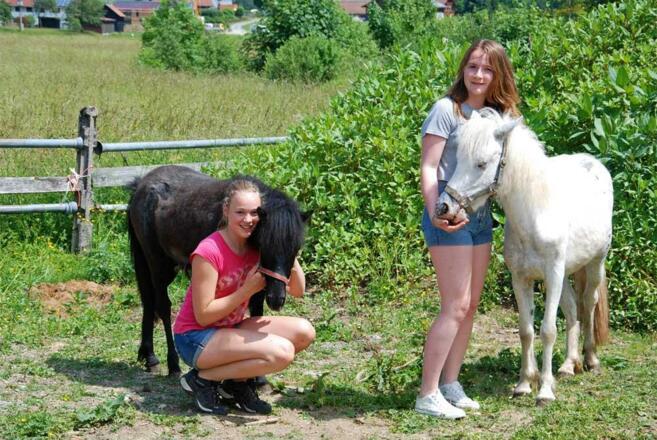 Tiere auf dem Hof - Ponys