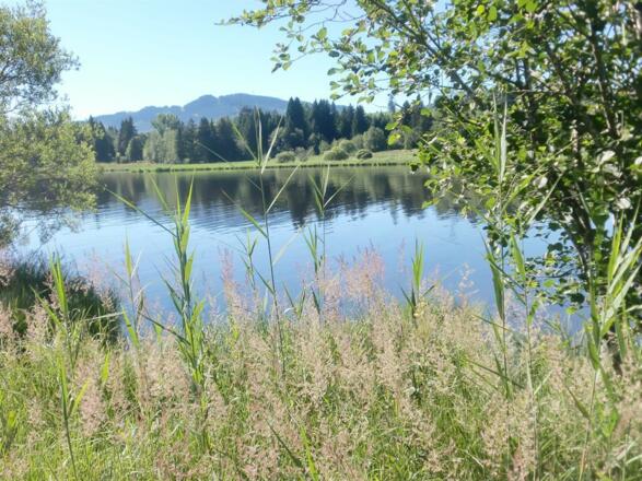 Schwarzenberger Weiher