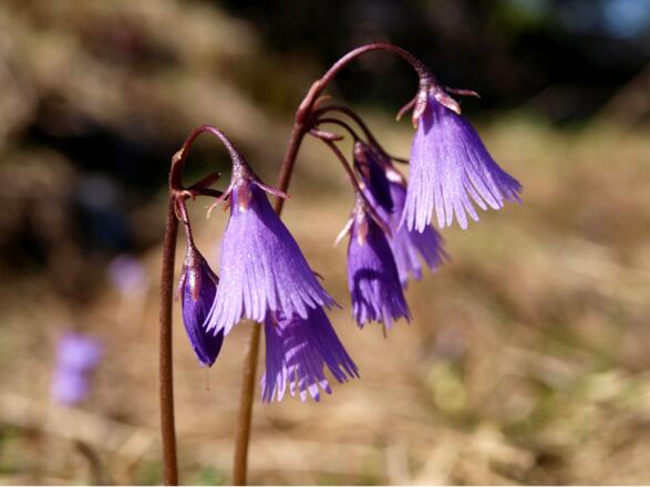 Alpensondanelle, ein Frühblüher nach der Schneeschmelze