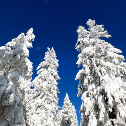 Reichenhaller Höhenkurweg Predigtstuhl © Erich Steindl