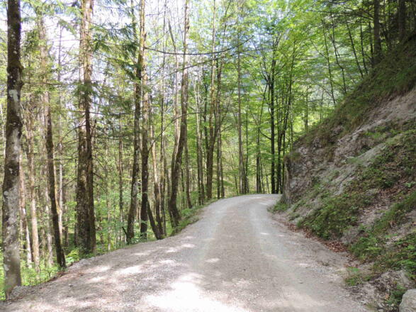 Abfahrt Jochalm Forstraße