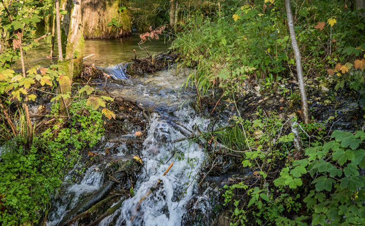 Wasser ist Leben: Die Marzoller Au