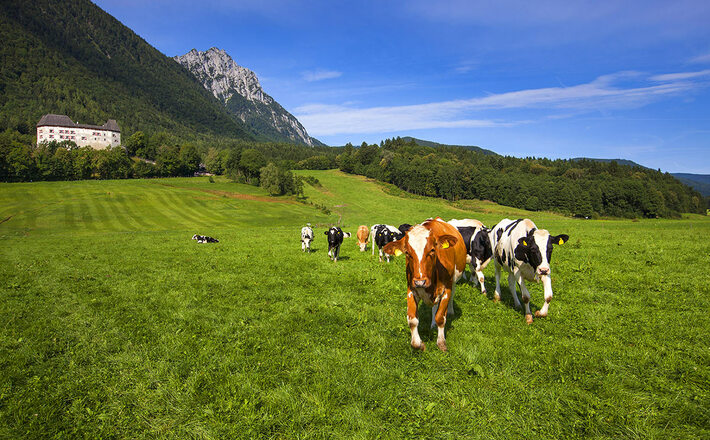 Über den namensgebenden Schwarzbach