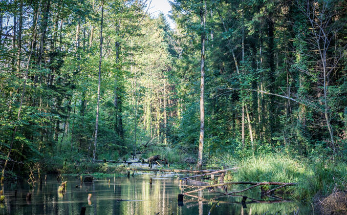Feuchtbiotop in der Marzoller Au
