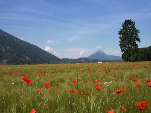 bei Grödig mit Blick auf den Staufen