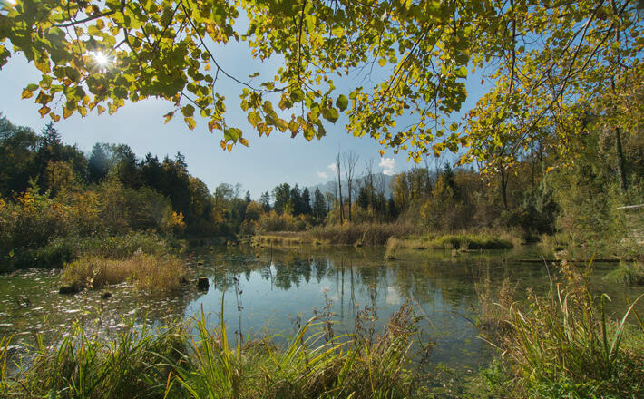 Durch die Saalachauen © RoHa Fotothek